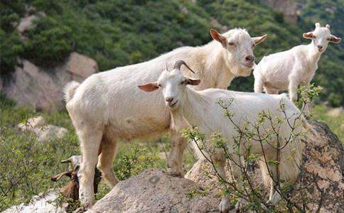 山羊不吃天堂草读后感(合集15篇)