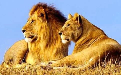 ����ˢ����Сʨ�ӽ̰�