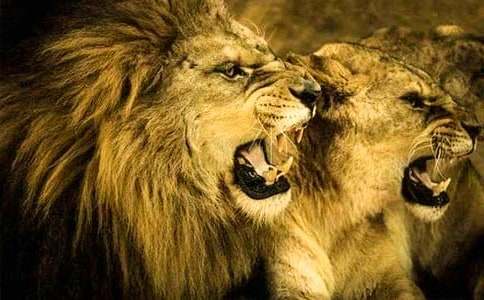 ʨ�Ӻ�¹�̰����ϰ�ƪ