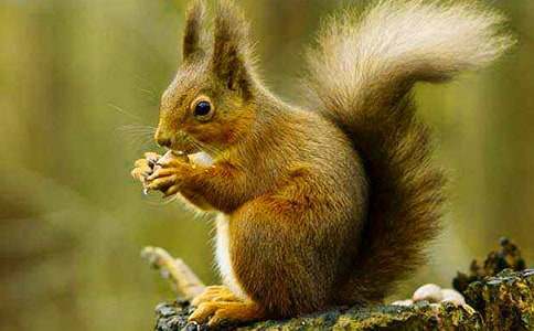 ���������꼶�̰�