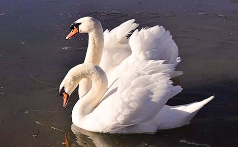 ������졷�����