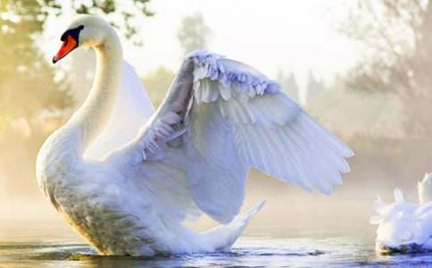 ��ֻ�������