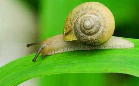 中班《小蜗牛》教案