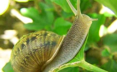 关于蜗牛的小学作文