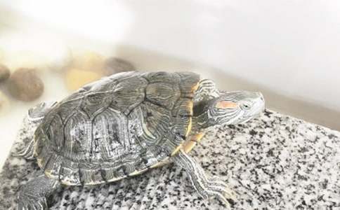 ���������ڹ꡷�̰�