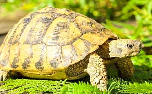 ��ɵ��ڹ�̰�����9ƪ