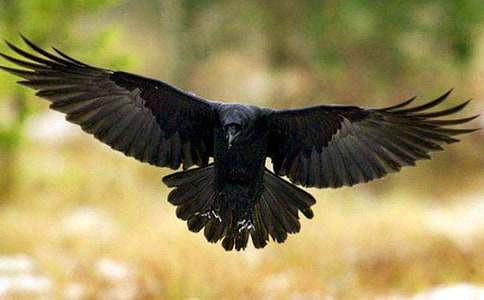 �йء���ѻ��ˮ���̰�ģ�����5ƪ