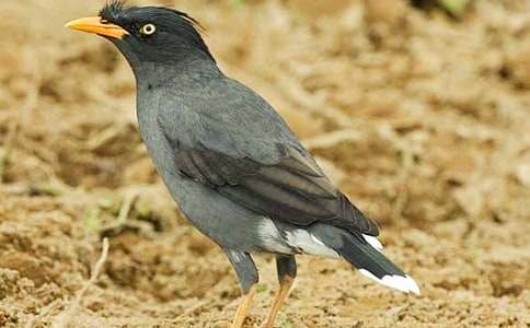 《乌鸦喝水》教案