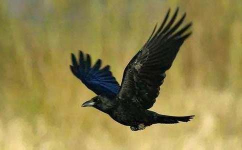 ����ѻ��ˮ���̰�ģ��