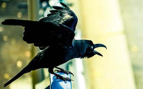 一年级人教版《乌鸦喝水》教案