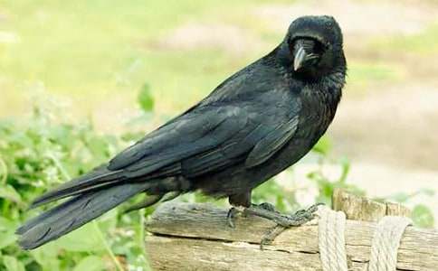 ���ڡ���ѻ��ˮ���̰����ļ�����ƪ