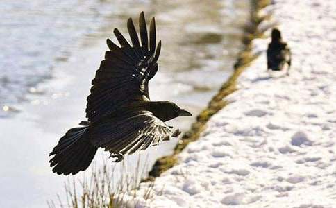 《乌鸦喝水》教案模板集锦6篇