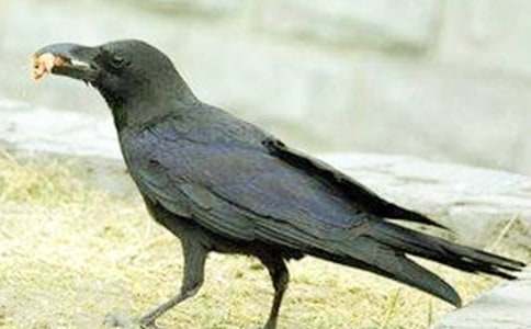 (热门)《乌鸦喝水》教案