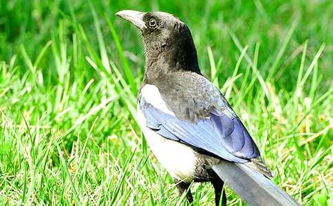 ϲȵ����ʵĽ�ѧ��˼