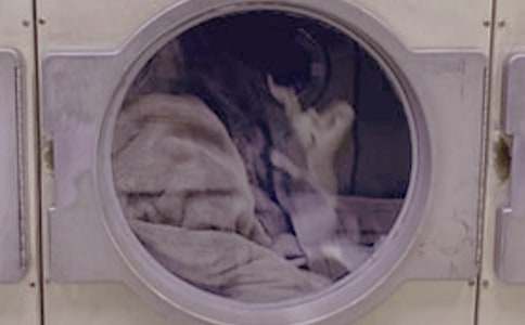 洗衣服小学作文