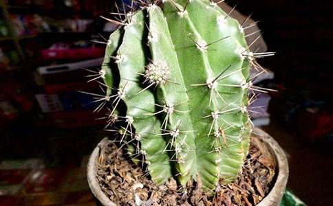 精选仙人掌的小学作文四篇