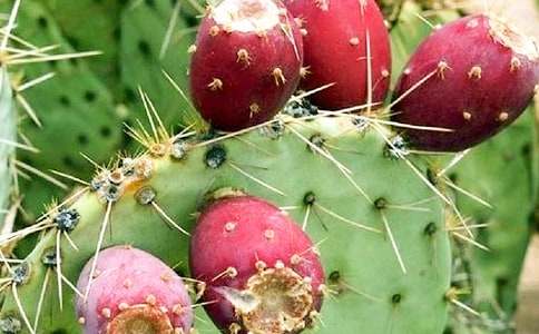 仙人掌大班美术教案