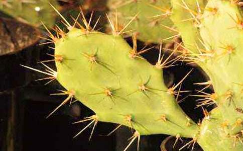 仙人掌大班美术教案5篇