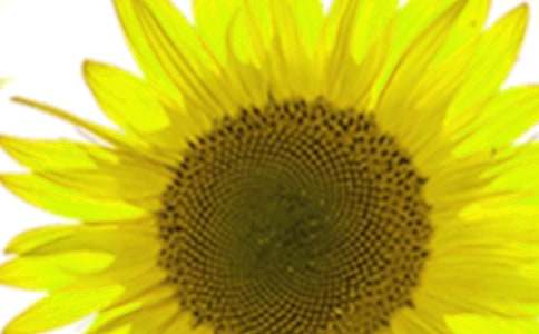 ���տ�����