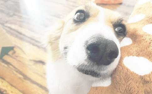 С��Сѧ���ģ����8ƪ��