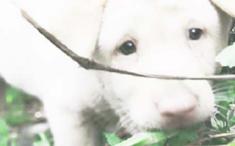 С��Сѧ���ġ���Ʒ5ƪ��