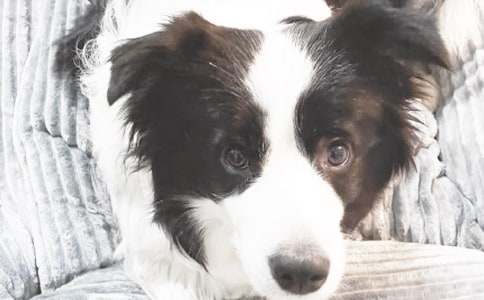 ���Ƽ���С��Сѧ����300�ֺϼ���ƪ