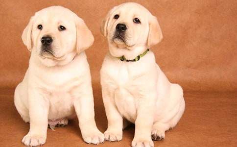 С��Сѧ���Ĵ�ȫ5ƪ