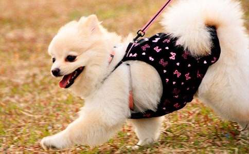 ����ѡ��ʵ�õ�С��Сѧ����10ƪ