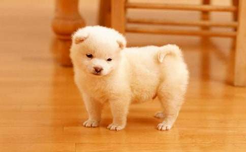 С��Сѧ���ġ�����5ƪ��