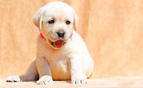 精选小学生可爱的小狗作文汇编5篇