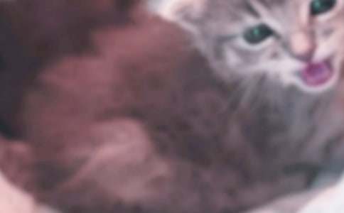 ���Ƽ���СèСѧ����300����ƪ