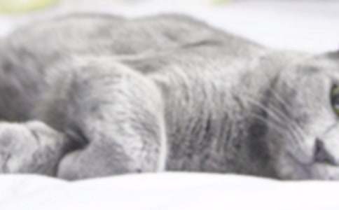 ��ʵ�á�СèСѧ����300�ֻ�����ƪ