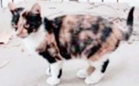 【精华】小猫小学作文400字合集八篇