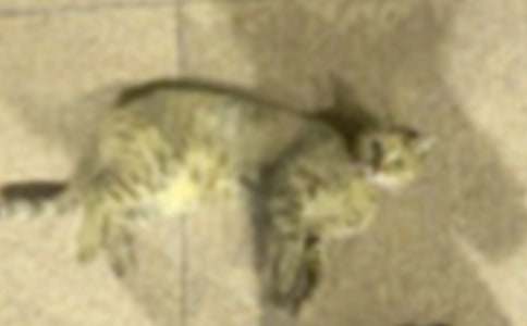 ��ѡСèСѧ����300����ƪ