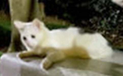 ��������СèСѧ����300�ּ���7ƪ