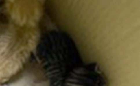 ���ر���СèСѧ����300�ֽ�����ƪ