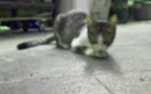 ʵ�õ�СèСѧ����300�ֽ���6ƪ