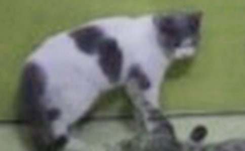 (精品)小学小猫作文