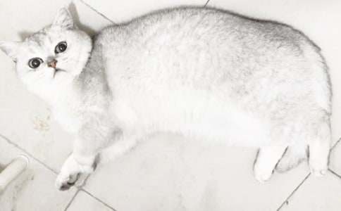 ����Сè��Сѧ����