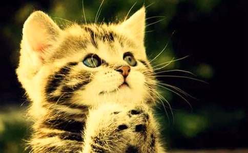 可爱的小猫修改稿小学作文