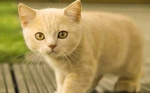 �����š�СèСѧ����300�ֺϼ�9ƪ