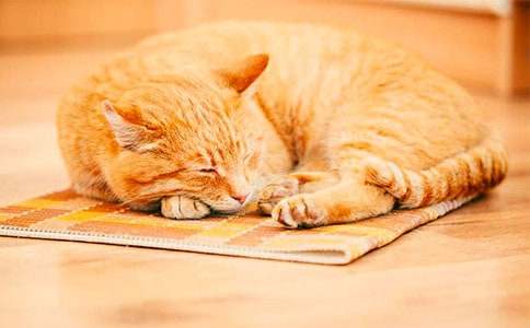 ����СèСѧ����300�ּ�����ƪ