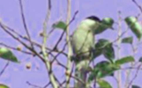 ���ֵ�С��̰�