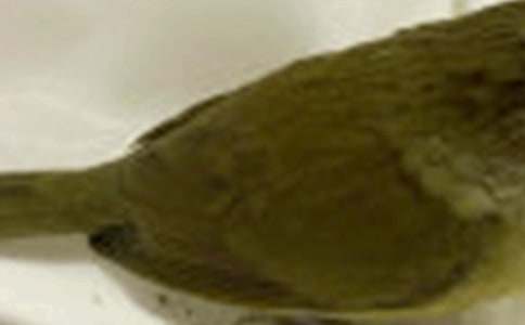 《谁是你生命中的小鸟》阅读答案