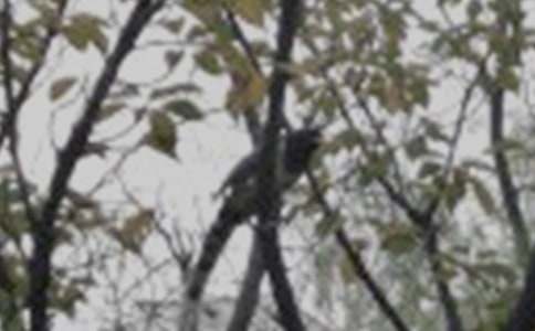 假如我是一只小鸟初中作文