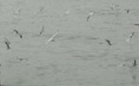 ������С��̰�