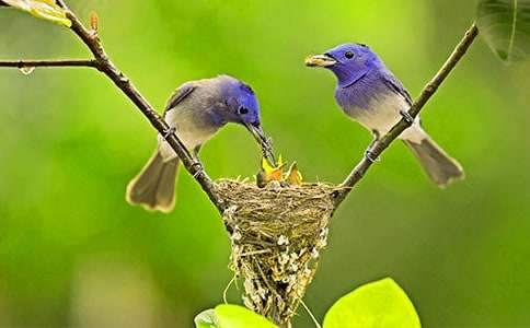 (��)һֻС������15ƪ