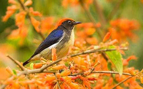 ��ֻС��С��̰�