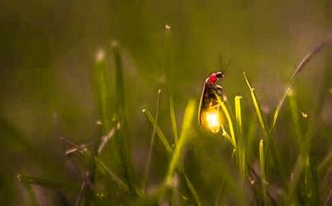 ө���Сѧ����