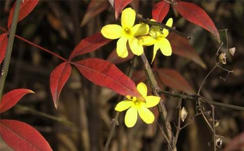 小班《迎春花》教案